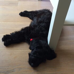 Hondenfoto van Maaike en Joep, Lizzy, Bam en Harry