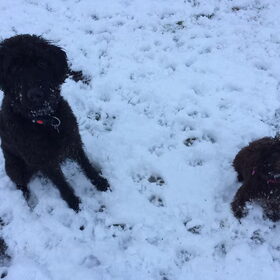 Hondenfoto van Maaike en Joep, Lizzy, Bam en Harry