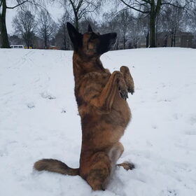 Hondenfoto van Dutchshepherdteam 