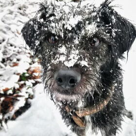 Hondenfoto van Ciska en Spanjaardje Moh (Bambi r.i.p.)