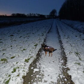 Balou in de sneeuw.