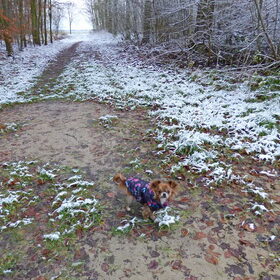 Lotus voor het eerst in de sneeuw. Het stelde weinig voor maar…
