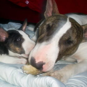 Dit zijn Pukje en Totje 2 Engelse Bullterrier teefjes. Pukje is…