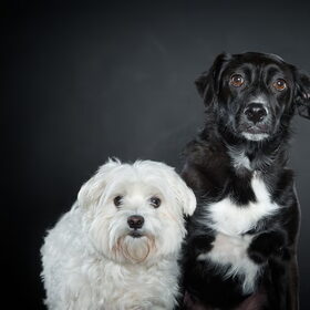 Hondenfoto van Lucia, Lizzy & Ziva