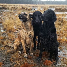 Hondenfoto van Dutchshepherdteam 