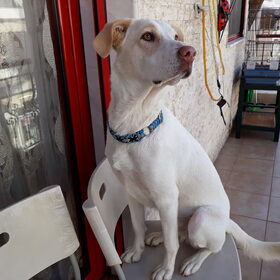 Hondenfoto van Nicole & Kayla