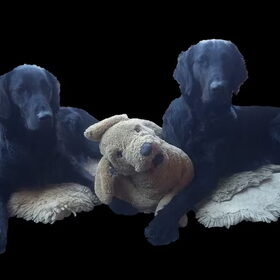 In 2006 kregen wij onze eerste Flatcoat, in 2008 kwam daar een…