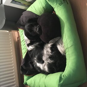 Hondenfoto van Doortje & Tibbe