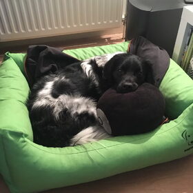 Hondenfoto van Doortje & Tibbe