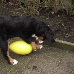 Hondenfoto van Lisa & doggs