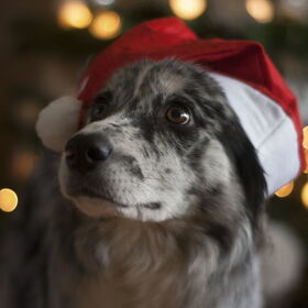 Hondenfoto van Angelique; Bruno, Charlie & Fenna  