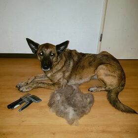 Hondenfoto van Dutchshepherdteam 