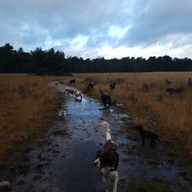 Hondenfoto van Dutchshepherdteam 
