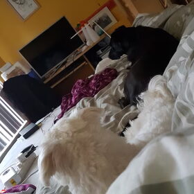 Hondenfoto van Lucia, Lizzy & Ziva
