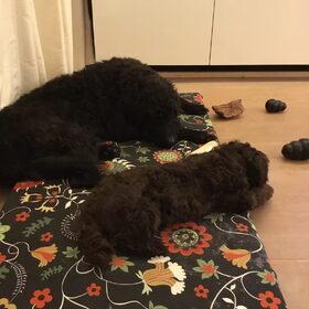 Hondenfoto van Maaike en Joep, Lizzy, Bam en Harry