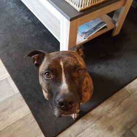 Hondenfoto van SaraE.
