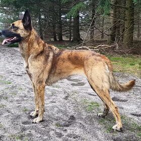 Hondenfoto van Dutchshepherdteam 