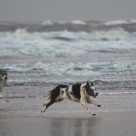 Hondenfoto van Angelique; Bruno, Charlie & Fenna  