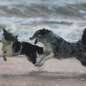 Hondenfoto van Angelique; Bruno, Charlie & Fenna  