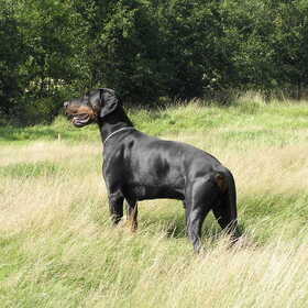 In het natuurgebied "De Lethe" op de grens Bellingwolde/Duitsland