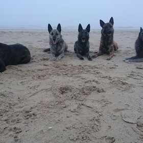 Hondenfoto van Dutchshepherdteam 