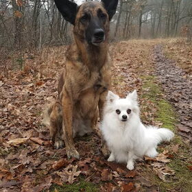 Hondenfoto van Dutchshepherdteam 