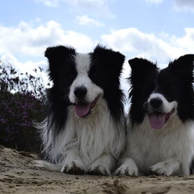 Hondenfoto van Shauni  *Sky~Jinx~Sansa~Hypno*