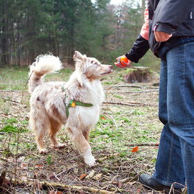 Hondenfoto van Danielle, Kyra*Kaylin*, Djaira en Djaidey