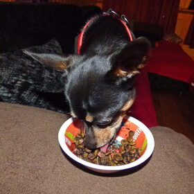 Balou vind het veendrenkstof lekker.