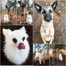 Hondenfoto van Dutchshepherdteam 
