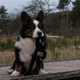 Hondenfoto van Nathalie, Harley & Mr. Deeks