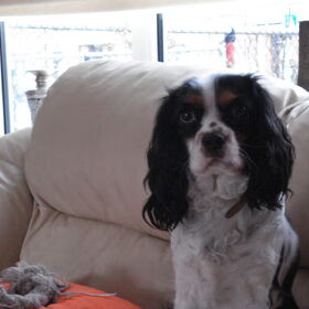 onze kyra een cavalier teefje . ze is geboren in 2007