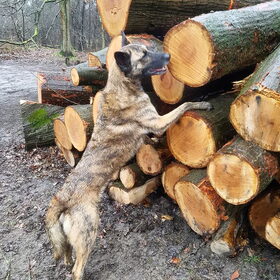 Hondenfoto van Dutchshepherdteam 