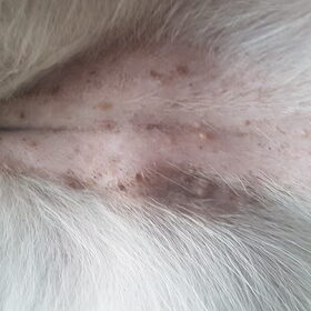 Hondenfoto van laura   Diva&Nova