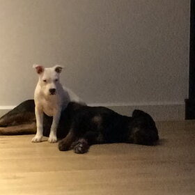 Hondenfoto van Poppy, Mila & Bibi