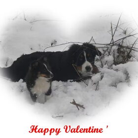 Liefde en vriendschap voor het leven ... xxx