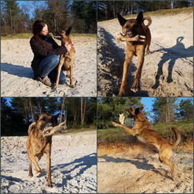 Hondenfoto van Dutchshepherdteam 