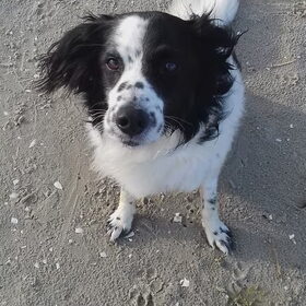 Hondenfoto van Angelique; Bruno, Charlie & Fenna  