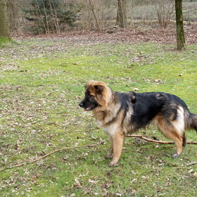 Loca, ze word een mooie hond.