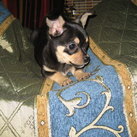 Dit is Yuna mijn Chihuahua, zij is vandaag 3 maanden oud.Ik heb…