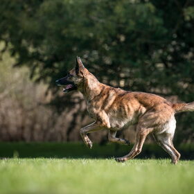 Hondenfoto van Dutchshepherdteam 