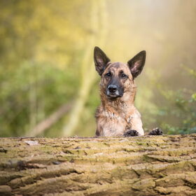 Hondenfoto van Dutchshepherdteam 