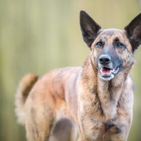 Hondenfoto van Dutchshepherdteam 