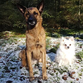 Hondenfoto van Dutchshepherdteam 