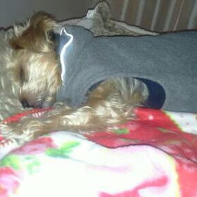Hondenfoto van gerrie en droopy
