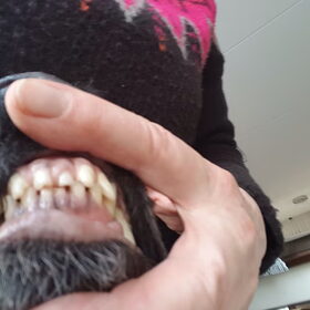 Hier een foto van zijn dikke lip.