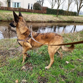 Hondenfoto van Dutchshepherdteam 