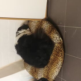 Hondenfoto van Angelique, Kleine Maybe en Tess <3