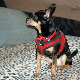 Balou vind het niets om als model te spelen.
