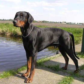 Even lekker verkoeling zoeken boven het water,heerlijk zo met…